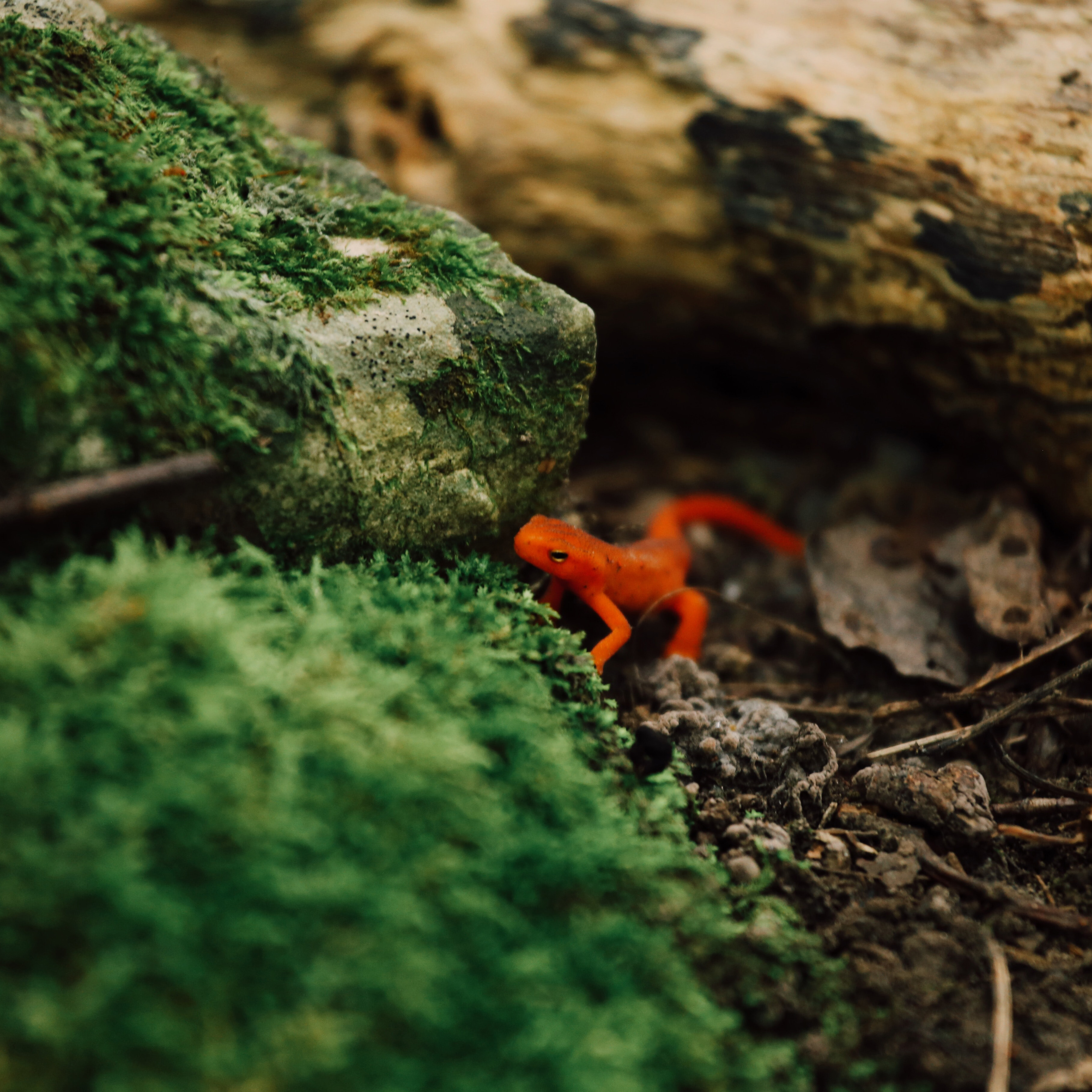 salamander search beech mountain 2021.jpg